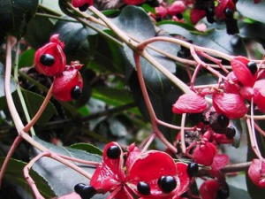 Ұѻ�����Ĺ�Ч������|��ζ|�÷�����