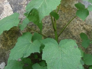 ���ǲݵĹ�Ч������|��ζ|�÷�����