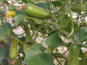 �ڹϵĹ�Ч������|��ζ|��״