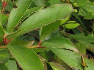 �����Ƥ��Ĺ�Ч������|��ζ|��״