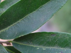 ëҶ��Ҷ�Ĺ�Ч������|��ζ|��״