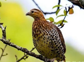 ���ŵĹ�Ч������|��ζ|��״