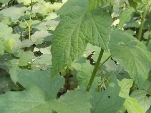 �����ݸ��Ĺ�Ч|����|���