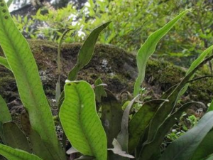 ����Τ�Ĺ�Ч|����