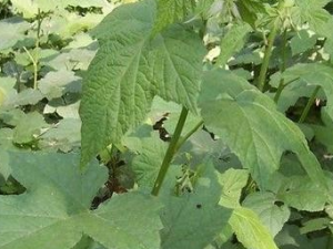 ������Ҷ�Ĺ�Ч|����