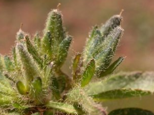 ��ҩ��ȫ ��ë������