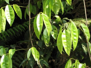 ��ҩ��ȫ �Ͻ�ţ