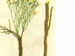 ��ҩ��ȫ �̽���