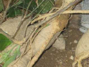 ��ҩ��ȫ ţ����