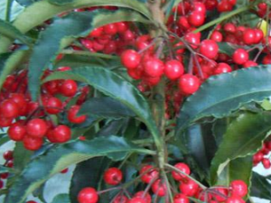 ��ҩ��ȫ ��ɡ������