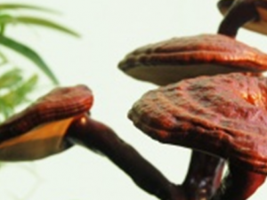 ������֥����Щ���� Ӧע��ʲô