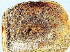 �����ʳ�ý��� �����и�����Ҫ����