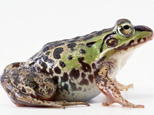 ��ҩ��ȫ ���ܵ�