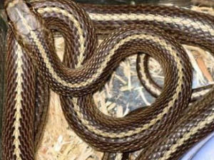 ��ҩ��ȫ ������