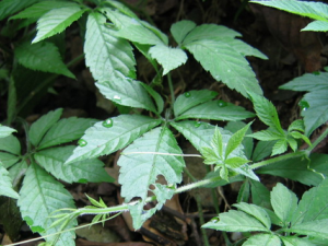 ��ҩ��ȫ �ʹ���