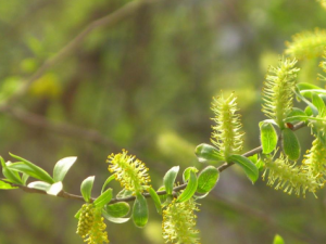 ��ҩ��ȫ ����