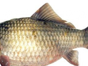 �����ӵļ��Ĺ�Ч������|�÷�|����