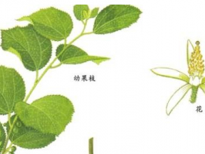 ױⵣ˵ĹЧ  ױⵣ˵Ľע