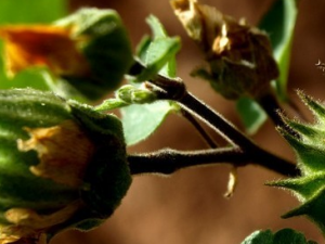 ĥ�̲��ӵĹ�Ч������