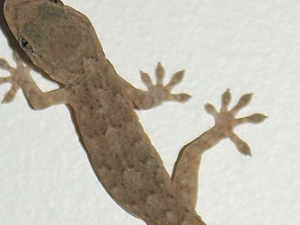 �ڻ����÷������� �ڻ��ļ��