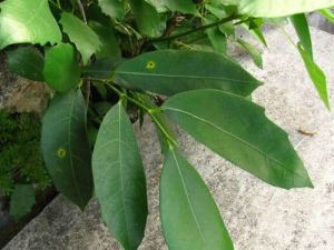 ��ҩ��ȫ бҶ��Ҷ