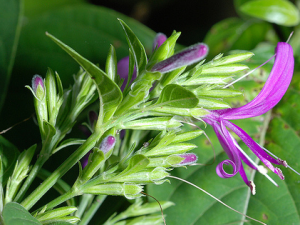 ��ҩ��ȫ ����Ӣ