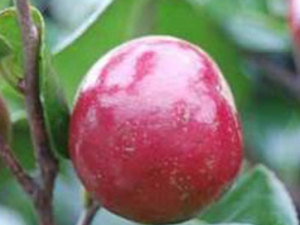 ��ҩ��ȫ �Ͷ���