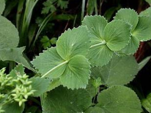 ��ҩ��ȫ �㶹��