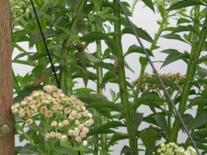 ��ҩ��ȫ �ǾҲ�