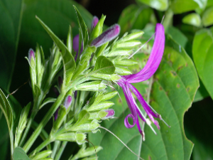 ��ҩ��ȫ ����Ӣ�Ĺ�Ч ����