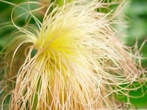 ������Ĺ�Ч������|��ζ|��״