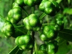 ��ҩ��ȫ �����