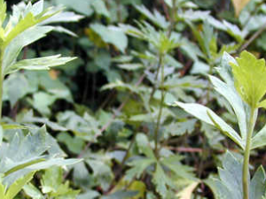 ��ҩ��ȫ ����