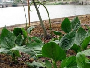 ��ǰ�ݵĹ�Ч������|�÷�|����