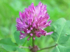 ��ҩ��ȫ �쳵���