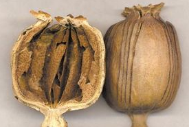 ��ҩ��ȫ ��ڿ�