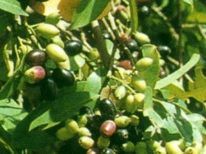 ��Ե��Ҷ�Ĺ�Ч������|�÷�|����