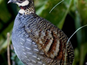 ���ŵĹ�Ч������|�÷�|����