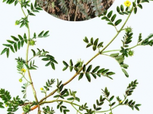 ��ҩ���� ����������