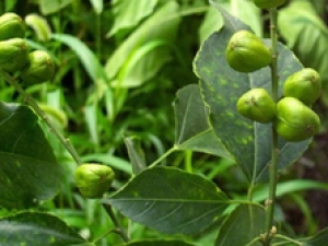 ��ҩ���� ���Z����ɢ