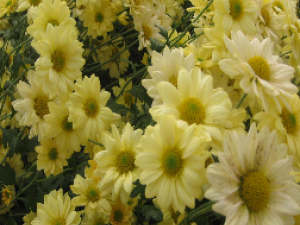 ��ҩ��ȫ �ջ�