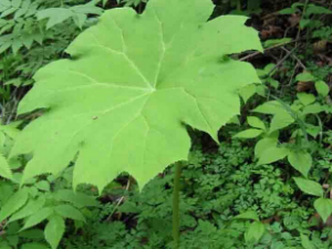 ��ҩ��ȫ ��Ҷ��