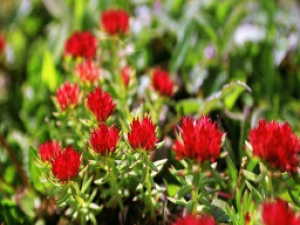 ��ҩ��ȫ �쾰��