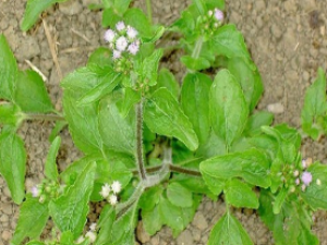 ��ҩ��ȫ ʤ�켻