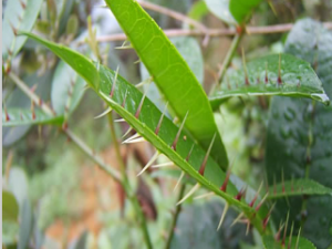 ��ҩ��ȫ ������