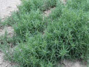 ��ҩ��ȫ ����