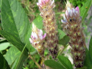 ��ҩ��ȫ ��β��