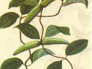 ��ҩ��ȫ ����