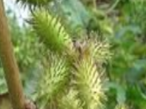 ��ҩ��ȫ �Զ��ҳ�