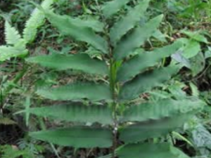 ��ҩ��ȫ ����üާ����